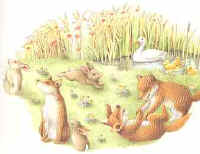 renards.jpg (9113 octets)