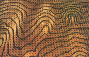 tunisie zaghouan plantation d'oliviers2.jpg (155014 octets)
